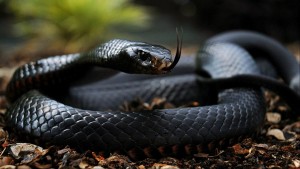 Deadly Black Mamba Snake ‘On The Loose In London’