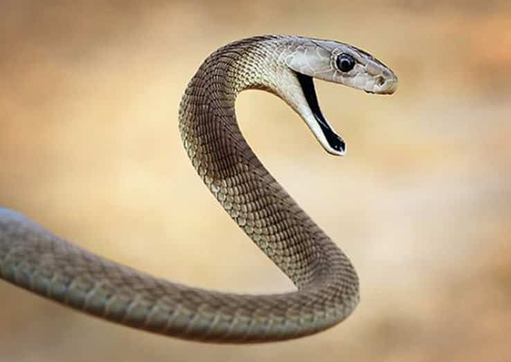 snake-featured-2