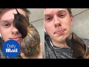 A giant snail leaves a slimy trail all over a mans face – Daily Mail