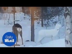 Albino deer looks hauntingly beautiful in forest – Daily Mail