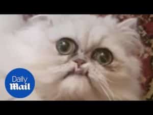 Cat has a grumpy face – Daily Mail