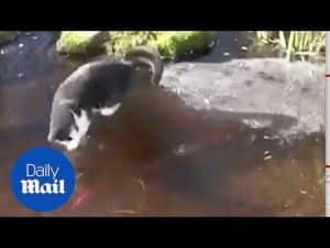 Cat tries to catch fish in frozen pond – Daily Mail