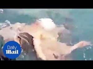 Diver comes up to surface with octopus on back – Daily Mail