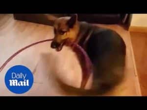 Dog tries to hula hoop – Daily Mail
