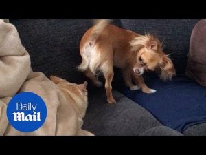 Energetic puppy tries to wake up sleepy sister – Daily Mail