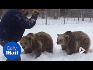 Grin and bear the training: Cute bears work out in the snow – Daily Mail