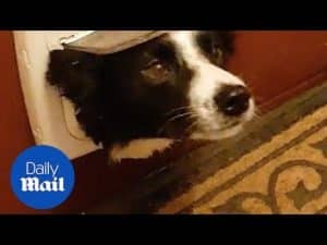Owner squirts dog when he sticks head through cat flap – Daily Mail