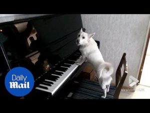 Paw thing!: Dog plays piano and appears to sing a sad song – Daily Mail