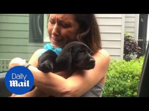 People receives puppies as surprises from loved one – Daily Mail