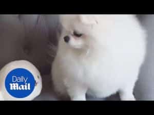 Pomeranian named Ang Pang hilarious mimics small toy – Daily Mail