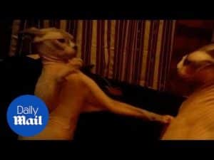Rival Sphinx cats have a scrap and their owner can’t stop laughing – Daily Mail