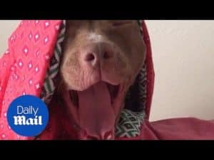 Sleepy dog does not want to be woken up – Daily Mail