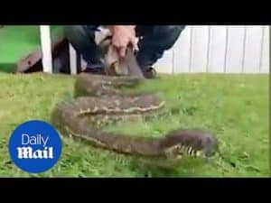 Two Metre Python Found in Backgarden – Daily Mail